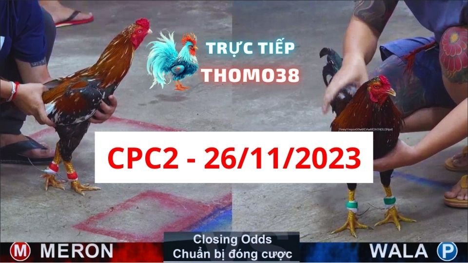 Đá gà thomo CPC2 26-11-2023