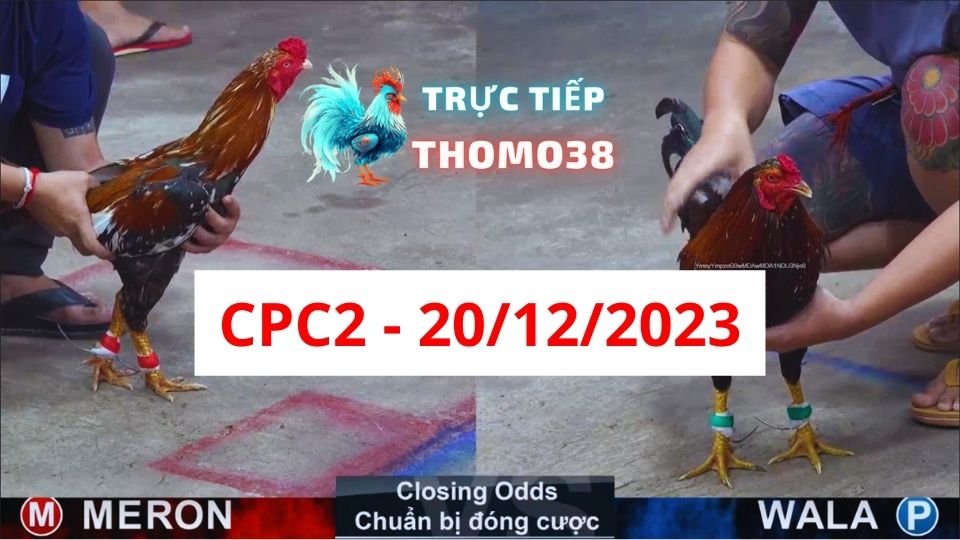 Đá gà thomo CPC2 20-12-2023